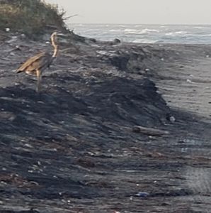 Meet your Posher, Connie